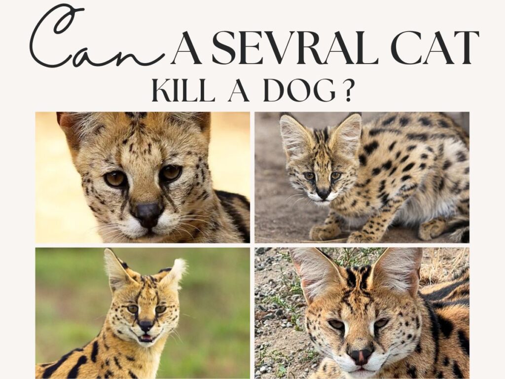 Can a Serval Cat Kill a Dog