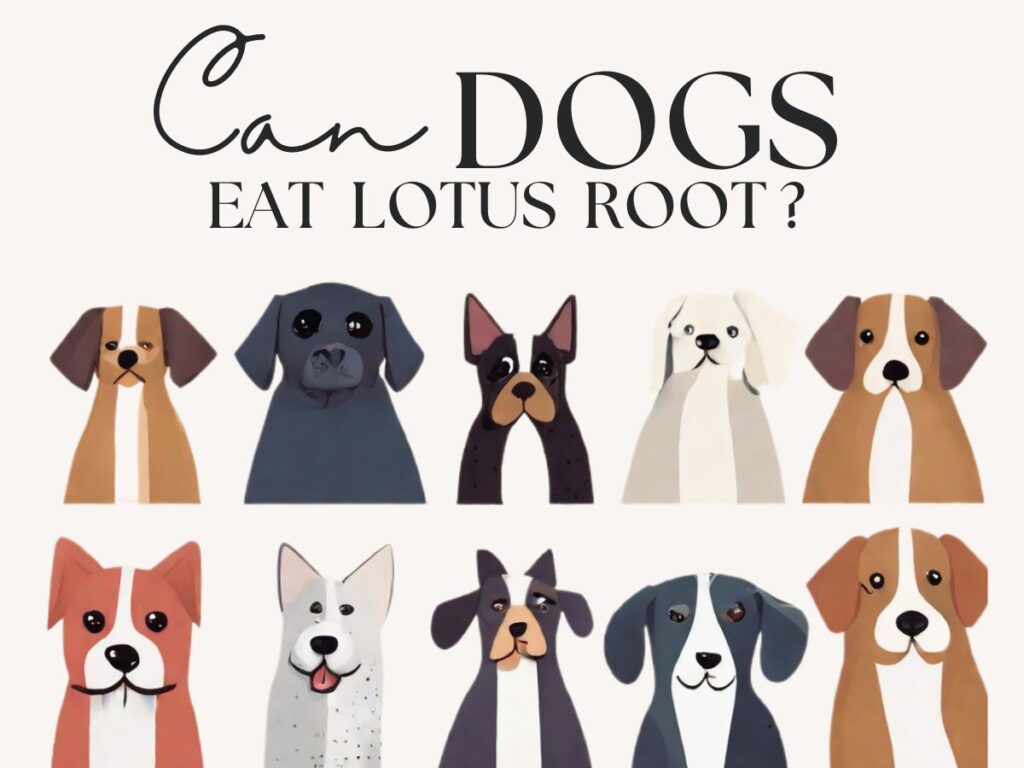 Can dogs eat lotus root