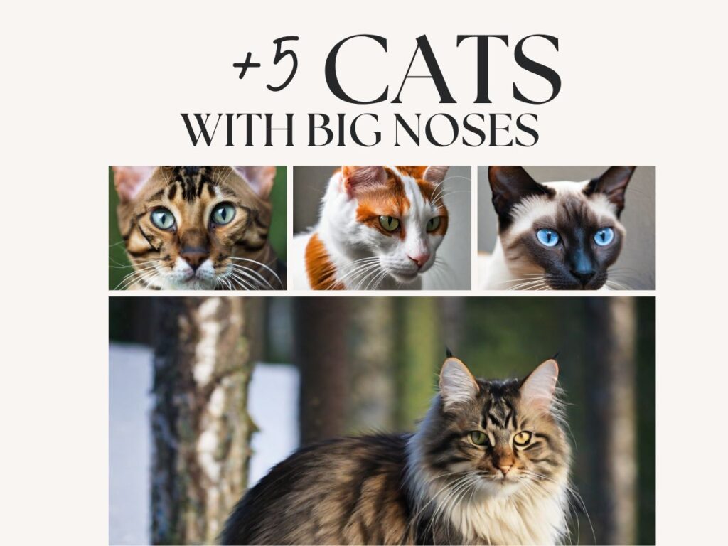 Cat with big nose