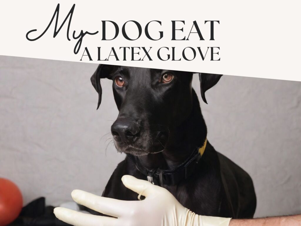 My Dog Ate a Latex Glove: What to Do and How to Prevent It