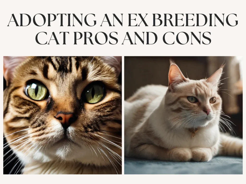 Adopting-An-Ex-Breeding-Cat-Pros-And-Cons