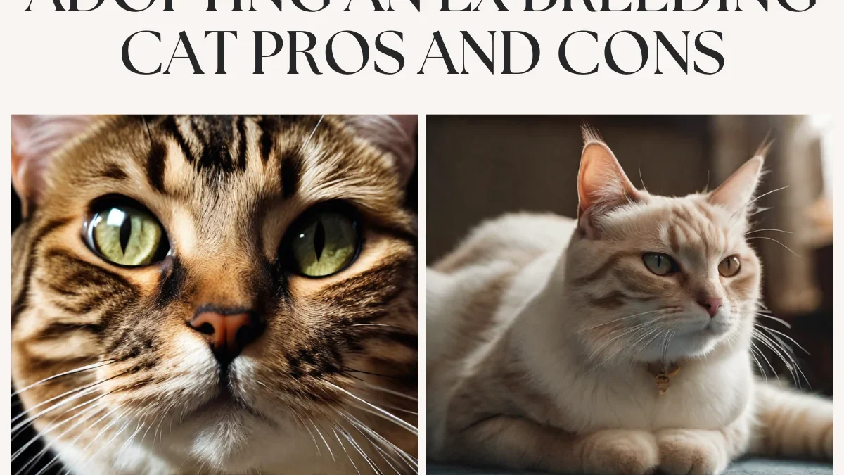 Adopting An Ex Breeding Cat Pros And Cons: Complete Guide