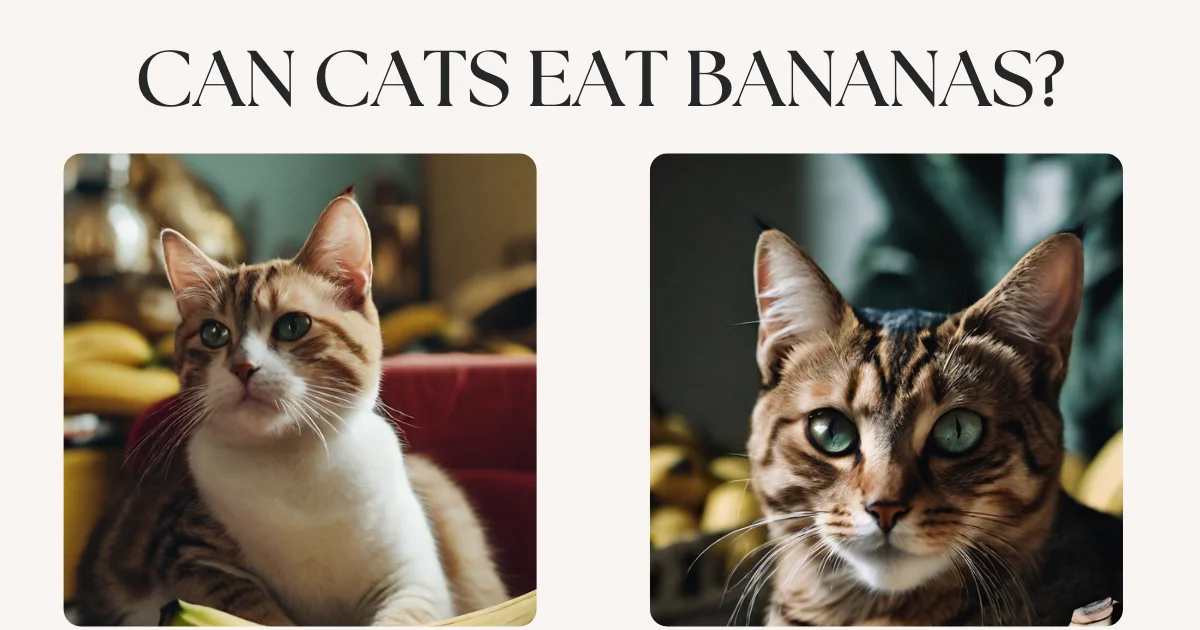 Nourishing Delights: Can Cats Eat Bananas?