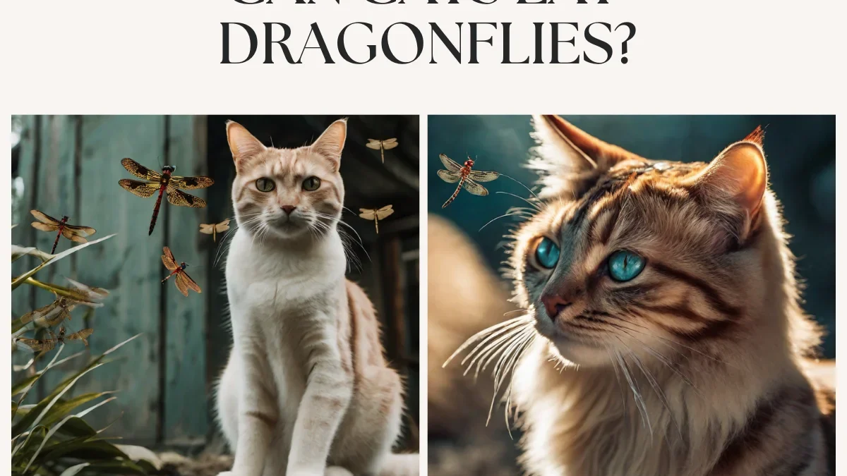 Can Cats Eat Dragonflies?: A Quick Guide