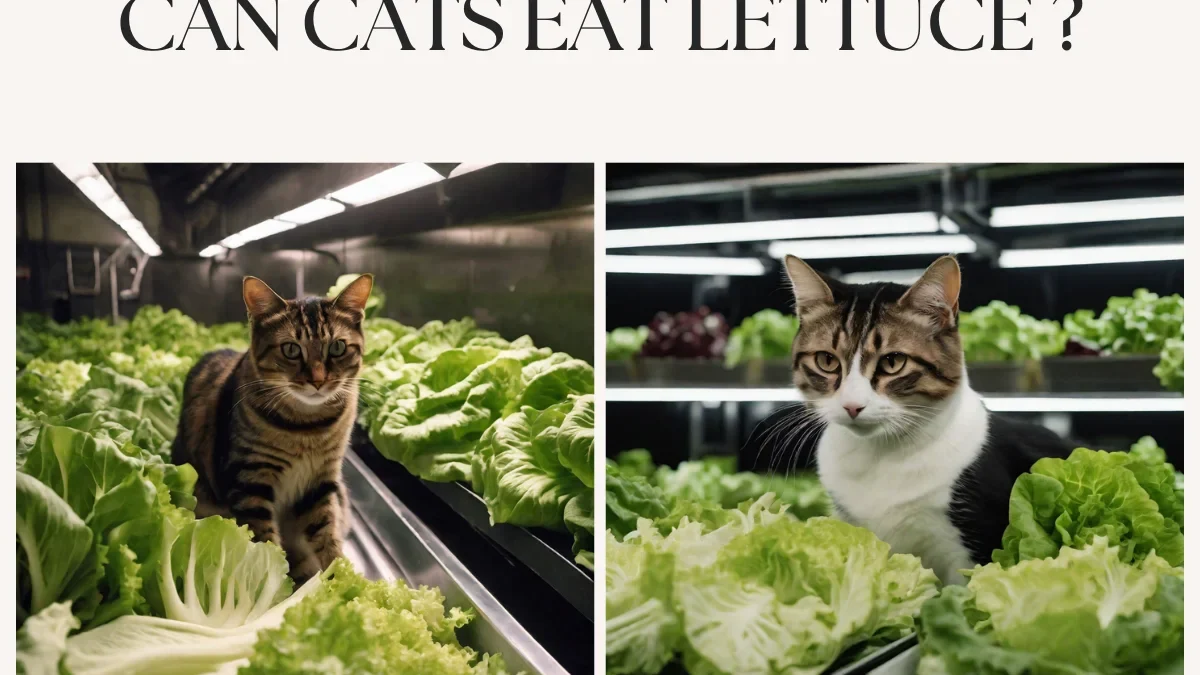 Can Cats Eat Lettuce Without Worry?