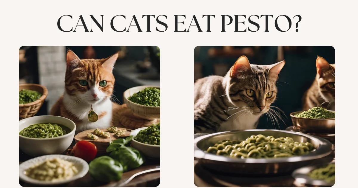 Can Cats Eat Pesto? Cats Safety