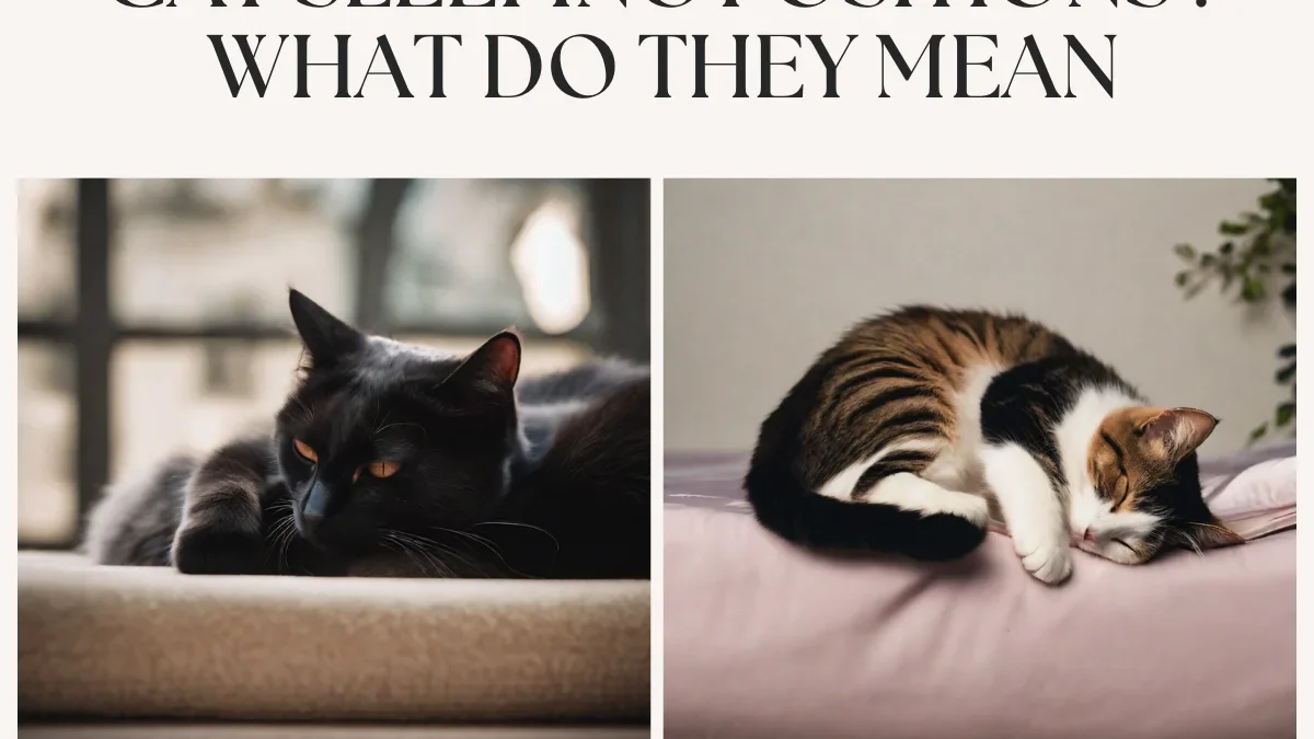Cat Sleeping Positions : What Do They Mean