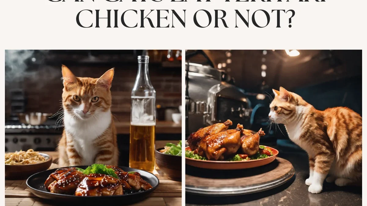 Can Cats Eat Teriyaki Chicken or Not?