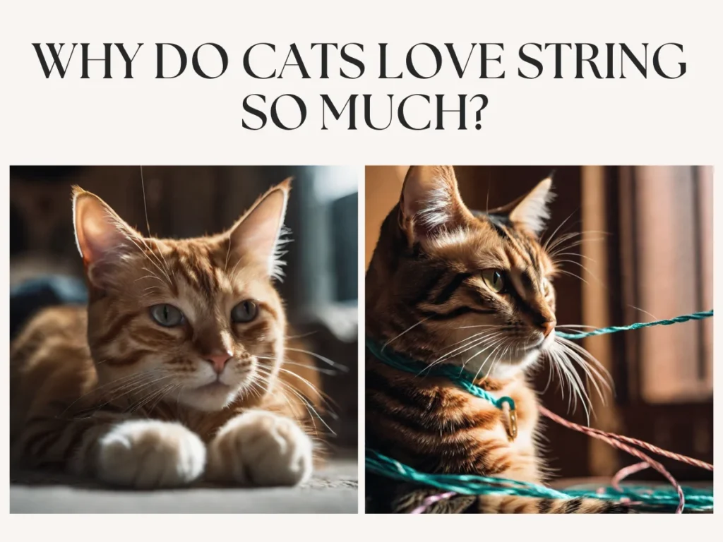 Why Do Cats Love String?