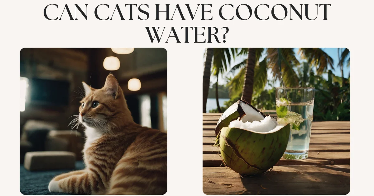Can Cats Have Coconut Water? A complete Guide
