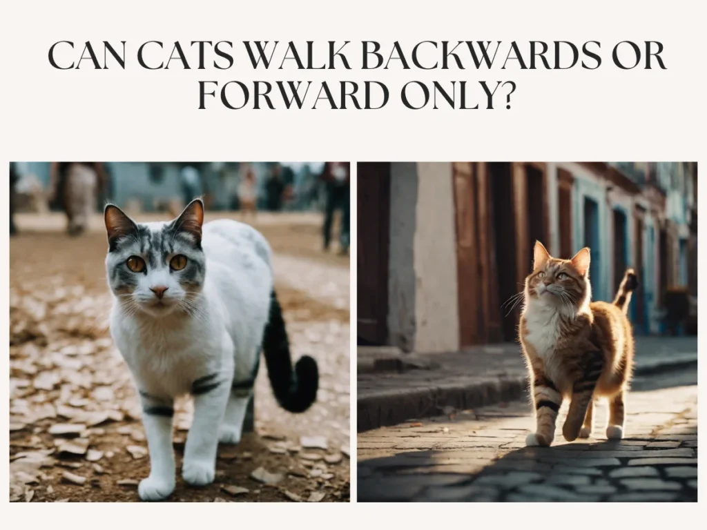 Can Cats Walk Backwards