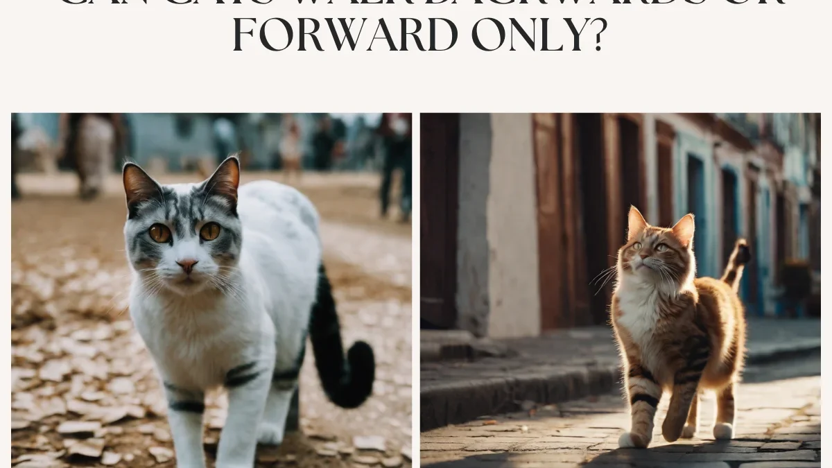 Can Cats Walk Backwards or Forward Only