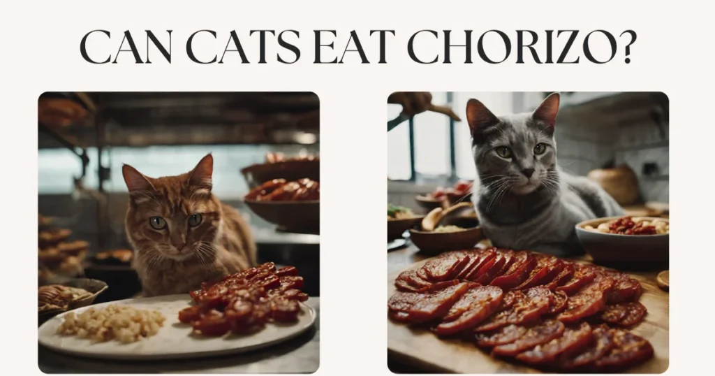 Can cats eat Chorizo