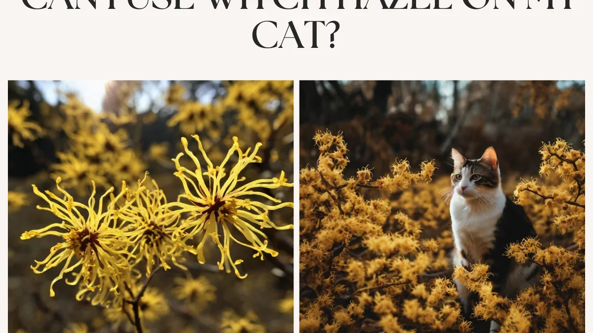 Can I Use Witch Hazel on my Cat? A Helpful Guide