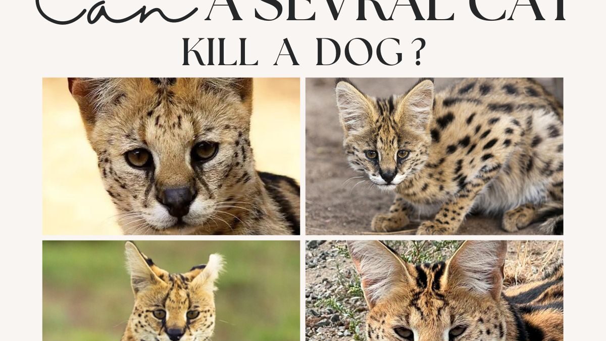 Can a Serval Cat Kill a Dog? Everything You Need to Know