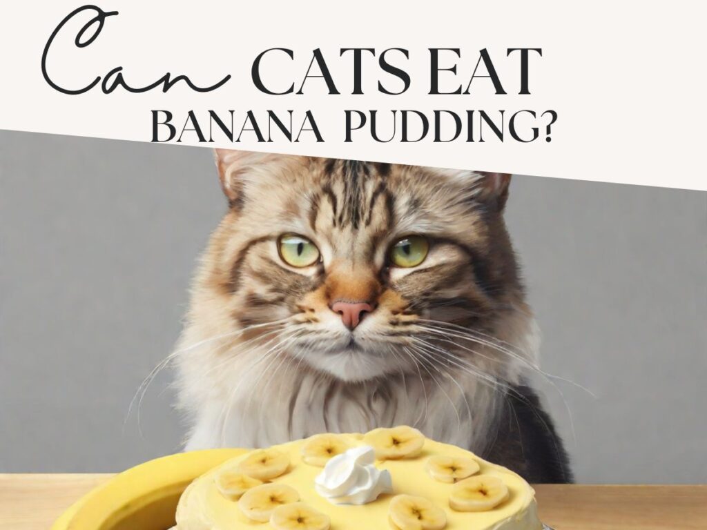 Can cats eat Banana Pudding?