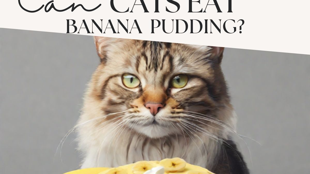 Can Cats Eat Banana Pudding? A Guide to Cat Nutrition and Pet Safety