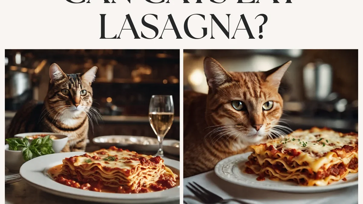 Let’s Settle This Once and for All: Can a Cat Eat Lasagna?