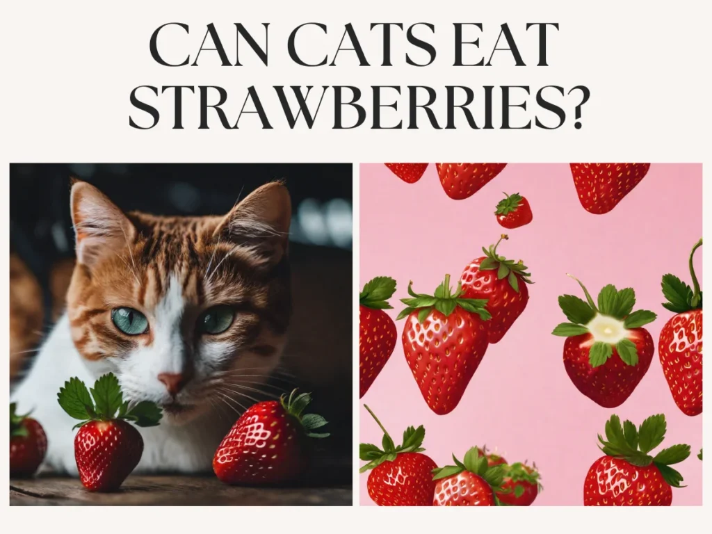 Can cats eat strawberries