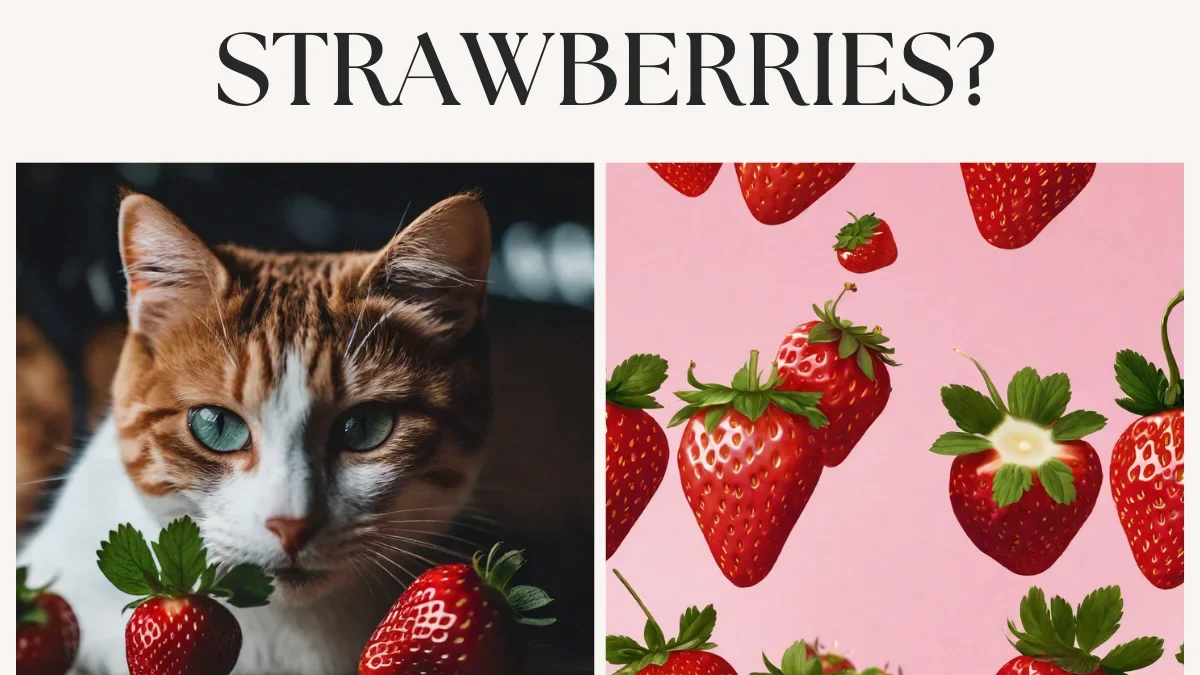 Sweet treats for feline friends: Can cats eat strawberries?