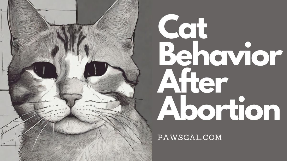 Cat Behavior After Abortion: All what you need to know