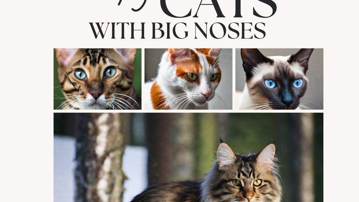 Unveiling the Charismatic Allure of Cats with Big Noses