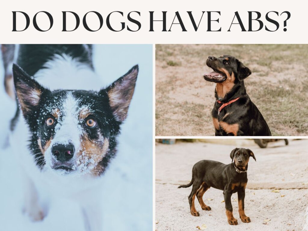 Do dogs have abs