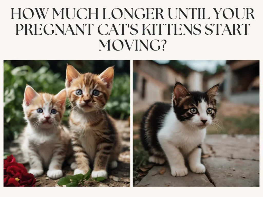 i-can-see-kittens-moving-how-much-longer