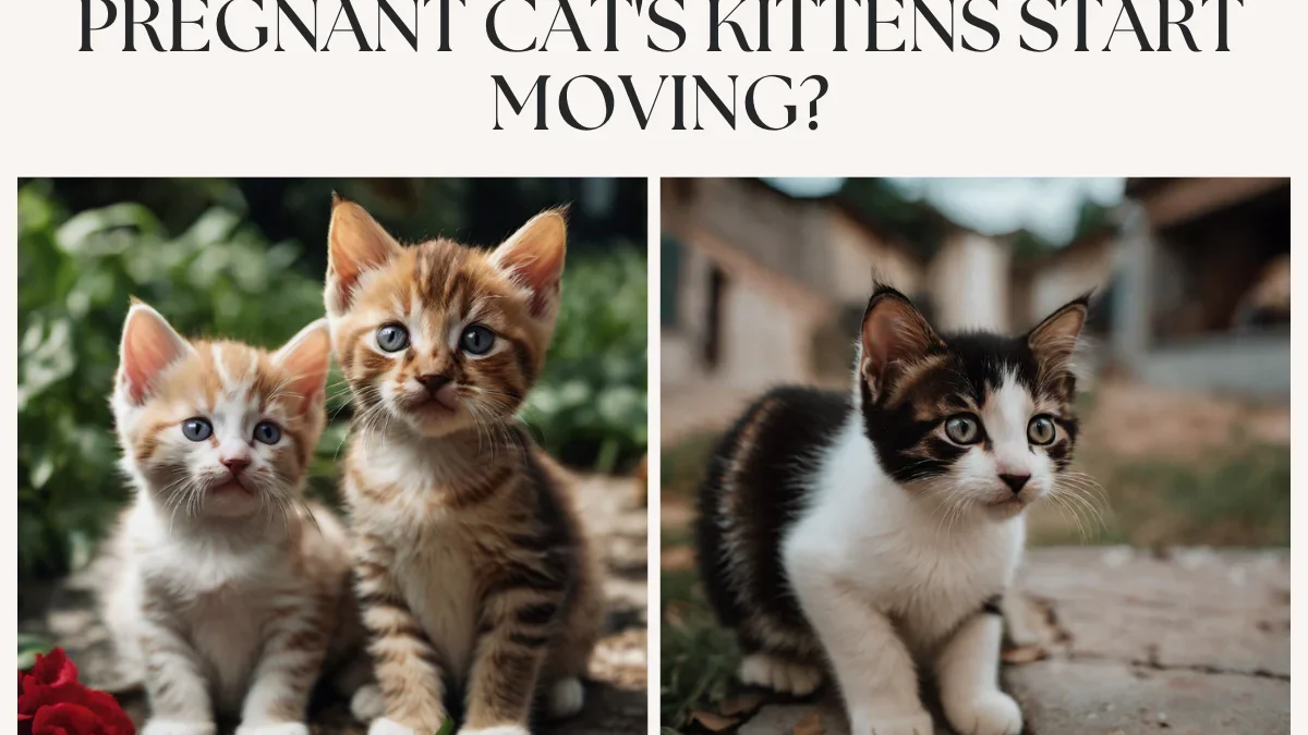 How Much Longer until Your Pregnant Cat’s Kittens Start Moving?
