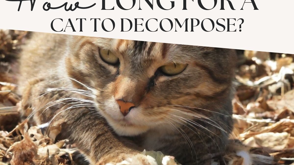 How Long Does It Take A Cat To Decompose?