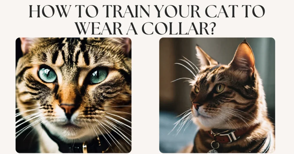 How to Train Your Cat to Wear a Collar