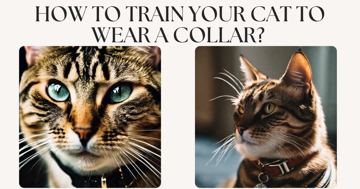 How to Train Your Cat to Wear a Collar? 4 Easy Steps