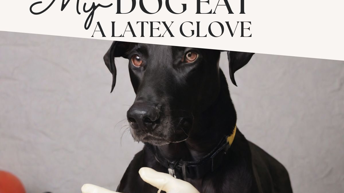 My Dog Ate a Latex Glove: What to Do and How to Prevent It