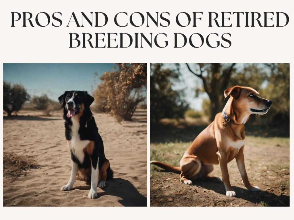 Pros and Cons of Retired Breeding Dogs