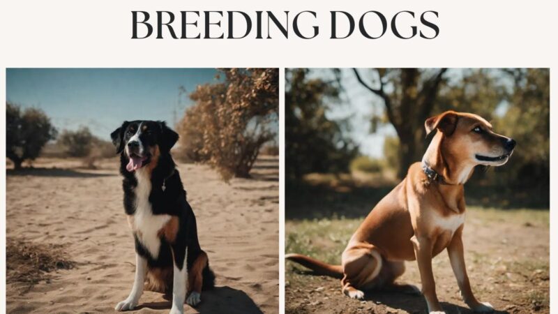 Pros and Cons of Retired Breeding Dogs