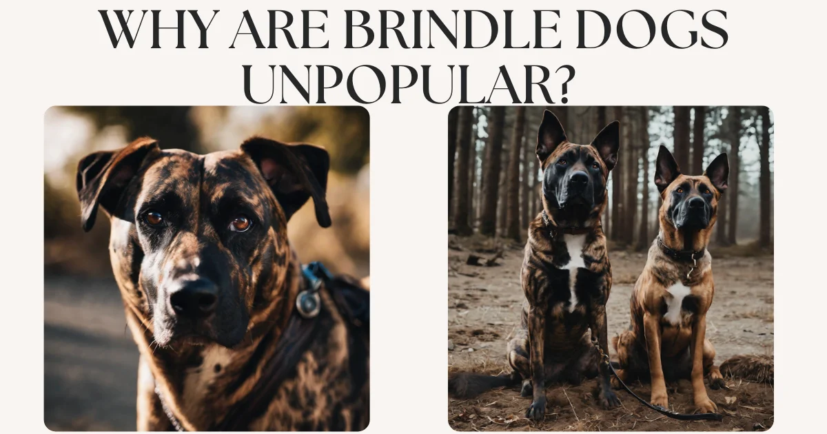 Why Are Brindle Dogs Unpopular? Unraveling the Mystery