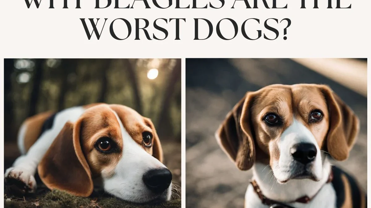 Barking up the wrong tree: why beagles are the worst dogs?