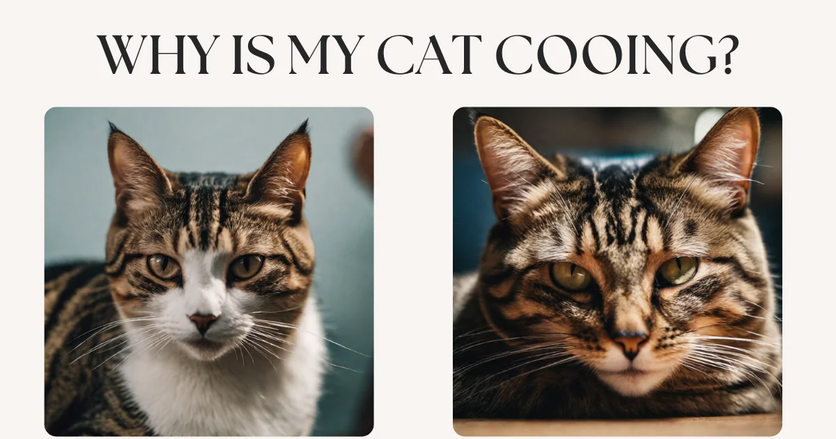 Meows or Cooing? Why Is My Cat Cooing?