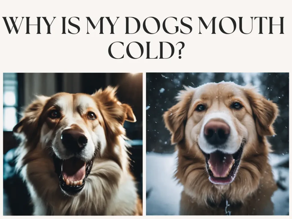Why Is My Dogs Mouth Cold?