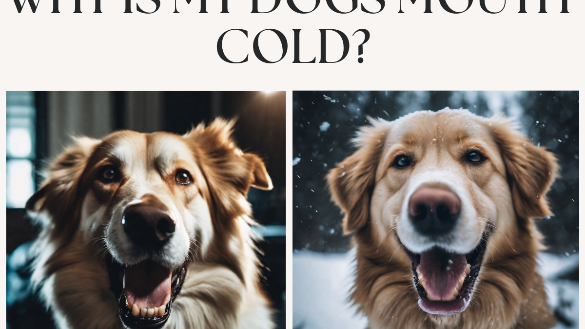 Why is My Dog’s Mouth Cold? Possible Reasons Every Pet Owner Should Know