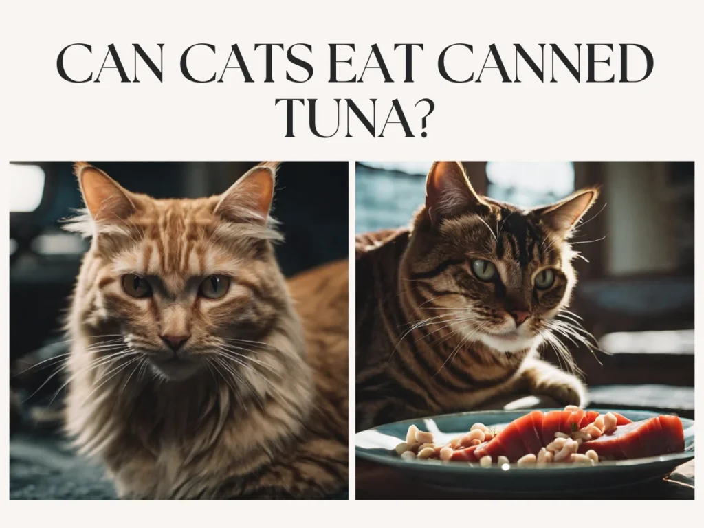can cats eat canned tuna