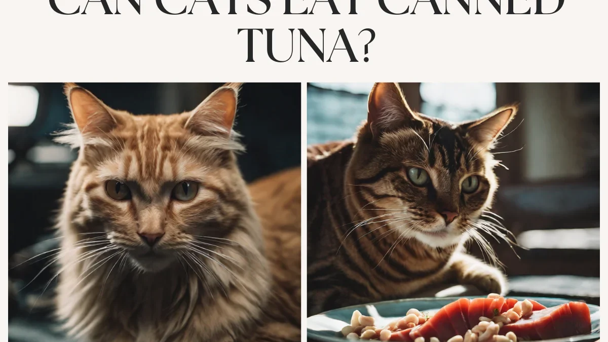 Cracking Open a Can of Tuna for Your Cat: Should You or Shouldn’t You?