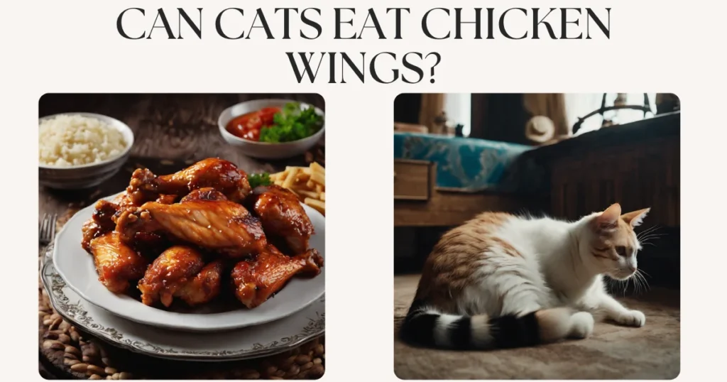can cats eat chicken wings