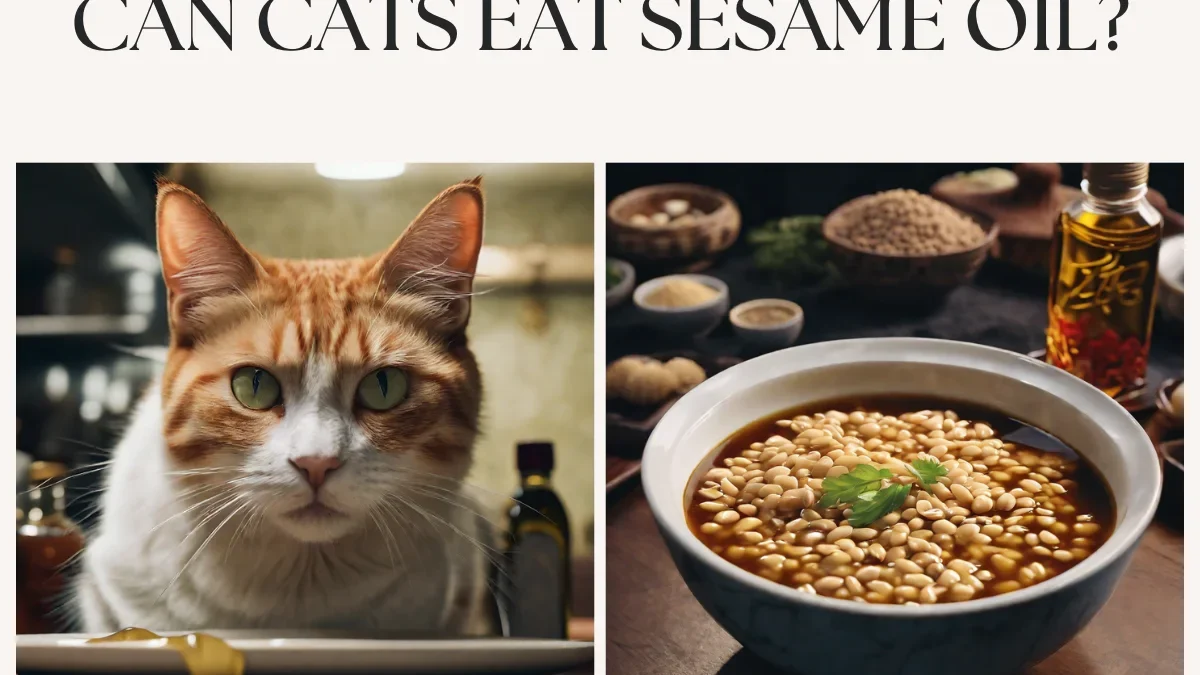 Can Cats Eat Sesame Oil? A Comprehensive Guide